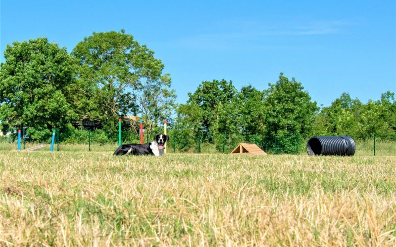 lovely-dogs-toutouparc2-camping-avec-chien-le-port-de-moricq.jpg lovely-dogs-toutouparc2-camping-avec-chien-le-port-de-moricq.jpg