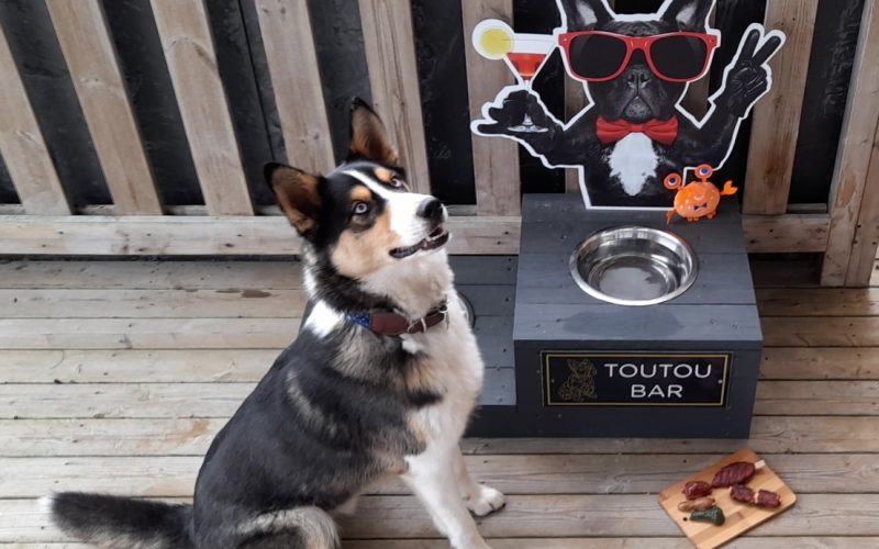 toutousnack-friandises-camping-qui-accepte-les-chiens-le-port-de-moricq toutousnack-camping-le-port-de-moricq-elu-camping-prefere-des-chiens